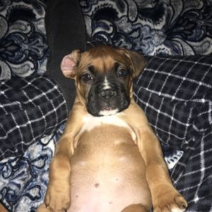 Meet your Posher, Thomas